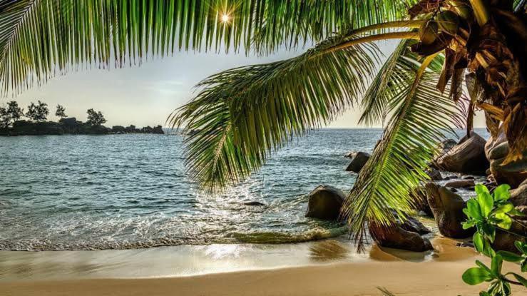 Baga Beach Palms Bagian luar foto